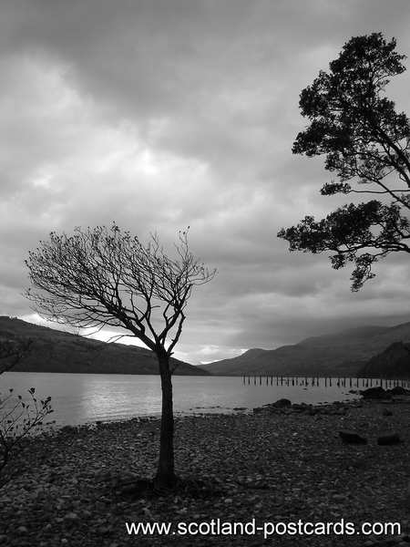 Lonely Lake Tree B&W Lonely Lake Tree B&W